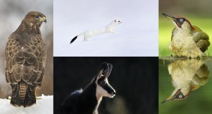 stéphane photo animalière